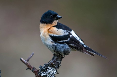 Mountain finch, brambling, Finland, fringilla montifringilla, birds, male, passeri, songbirds,