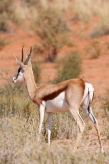 Springbok (Antidorcas marsupialis), adult animal standing in the arid grassland, looking around,