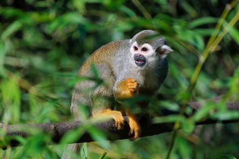 A Central American squirrel monkey (Saimiri oerstedii) looks for food in a green bush. Costa Rica,
