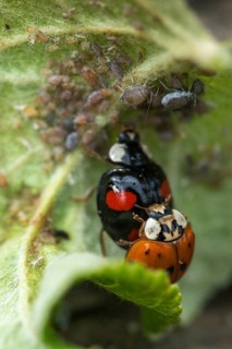Asian ladybeetle, Asian ladybird, coccinellidae, coccinellinae, harlequin ladybird, harmonia