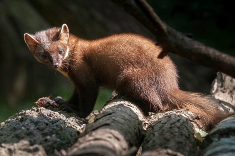Tree martens, carnivora, European pine species, martes martes, pine species, predators, mammals,