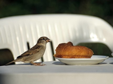 House Sparrow, Passer Domesticus, Sparrow, Birds, Female, Garden, Passeri, Songbirds, Sparrow,