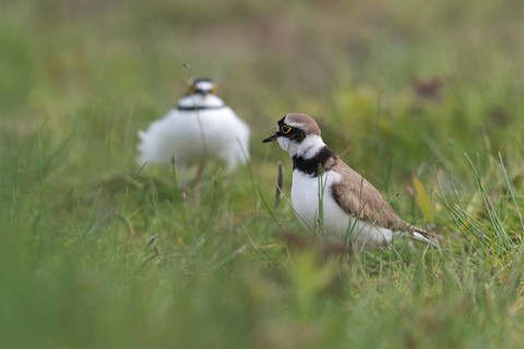 Charadrius Dubius, plover, little ringed plover, courtship, courtship, birds, charadriiformes,