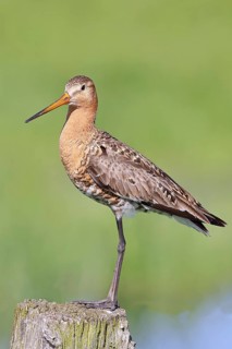 Black-tailed godwit (Limosa limosa), perched on a fence post, waders, wildlife, nature photography,