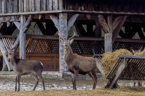 Supplemental winter feeding of herd of red deer (Cervus elaphus) young stag with two hinds at hay