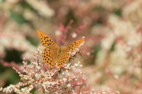 Silver-washed fritillary butterfly (Argynnis paphia) adult insect feeding on a garden flower in