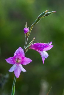 Gladiolus illyricus, Illyrian victorious root, iridaceae, iris family, victorious, extremadura,