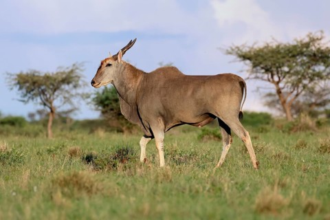 Eland (Taurotragus oryx), adult, alert, foraging, Mokala National Park, Northern Cape, South Africa