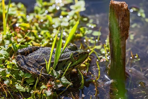 Common pond frog (Pelophylax esculentus) in a garden pond, Botanical Garden, Erlangen, Middle