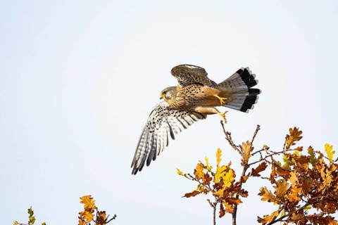 Kestrel (Falco tinnunculus) male, Germany
