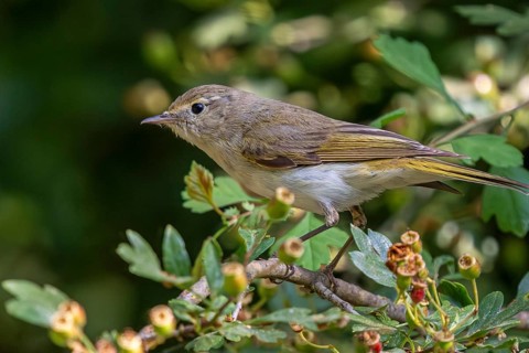 Western Bonelli's warbler (Phylloscopus bonelli) adult perched in bush in spring, Spain
