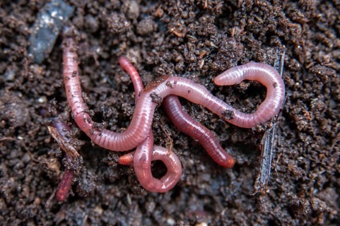 Annelida, clitellata, earthworm, shingles, lumbricidae, oligochaeta, annelids, few bristles,