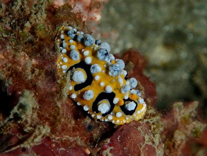 A small sea snail with yellow and white spots, the ocellated wart snail (Phyllidia ocellata), on