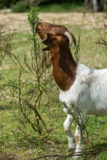 Artiodactyla, Boer goat, Capra aegagrus hircus sspec.1, even-toed ungulate, cloven-hoofed,