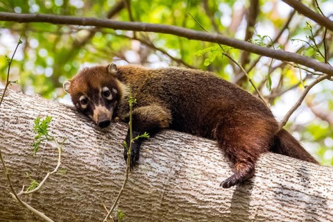 Animals, mammals, coati, resting, Central America, Costa Rica, white-nosed coati (Nasua narica),