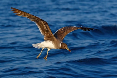 Hemprich's Gull, (Ichthyaetus hemprichii), (Larus hemprichii), Fish Eagle Gull Salalah, Off Mirbat,