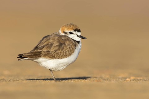 Kentish Plover (Charadrius alexandrinus) on beach, Fuerteventura, Spain