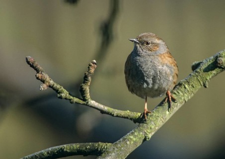 Dunnock, heckenbraunelle, Prunella modularis, birds, passeri, songbirds, birds