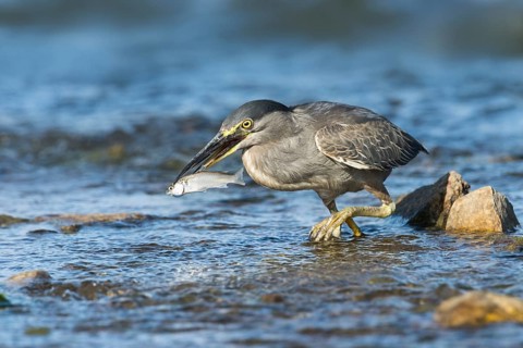Striated Heron (Butorides striata) with fish prey in beak, Eilat, Israel
