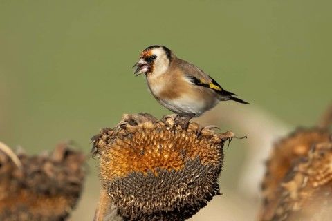 European goldfinch (Carduelis carduelis) adult bird feeding on sunflower seeds on a seedhead in