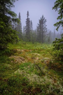 View of a moss-covered clearing in rain, Gol, Halligdal, Buskerud, Norway