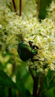 A close-up of a green beetle, the Rose chafer (Cetonia aurata), perched on a flower amidst a leafy,