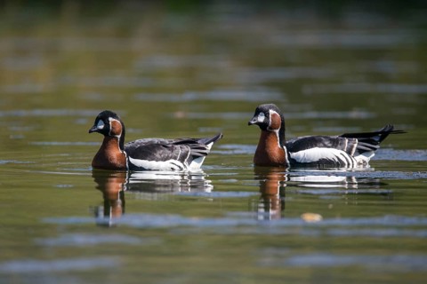 Branta ruficollis, red-necked goose, anatidae, birds, duckbirds, goose, geese, red-breasted goose,