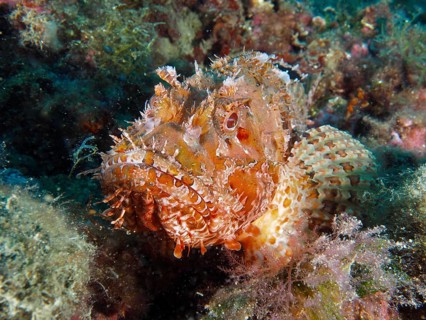 A camouflaged fish, the red scorpionfish (Scorpaena scrofa), rests on a rock covered in seaweed,