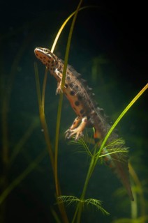 Lissotriton vulgaris, smooth newt, triturus vulgaris, amphibians, amphibians, high size, portrait