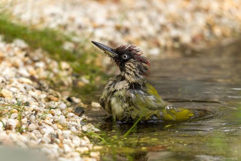 Green woodpecker, green woodpecker, picus viridis, bath, bird bath, birds, piciformes, woodpeckers,