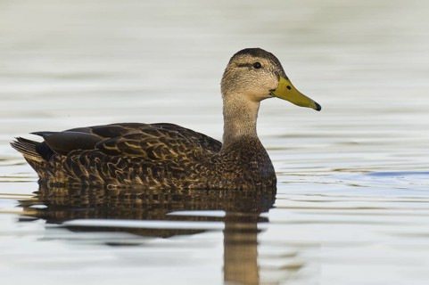 Mexican Duck (Anas diazi), Arizona, USA