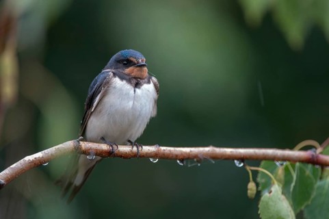 Hirundo rustica, house martin, swallow, birds, adolescent, juvenile, passeri, swallows, songbirds,