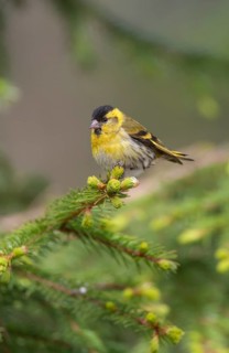 Siskin (Spinus spinus) adult bird perched in a fir tree, Finland