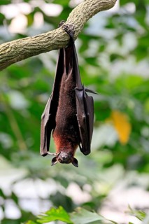 Kalong flying fox (Pteropus vampyrus), adult, resting, in sleeping tree, during the day, Singapore,