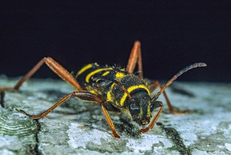 Clytus arietis, common ram ram, ram ram, beetle, longhorn, coleoptera, insects, insects, beetles,