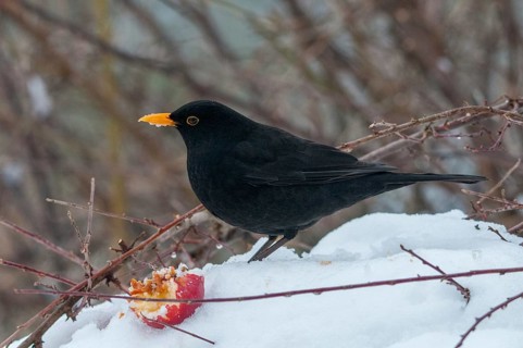 Blackbird, turdus merula, birds, male, passeri, snow, songbirds, snow, songbirds, birds, winter