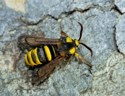Hornet moth, hornet glass wing, hornet swarmer, sesia apiformis, sesiidae, butterfly, glass wing,