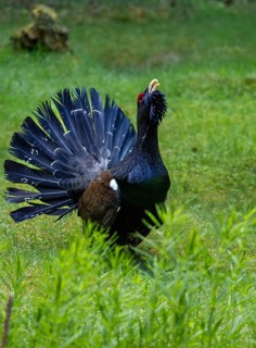 A bird with black plumage and a spread tail in the tall grass: a displaying capercaillie (Tetrao