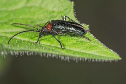 A blue-backed longhorn beetle (Gaurotes virginea) with red markings crawls along the edge of a