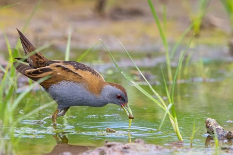 Little Crake, Little Crake, Small Crake, (Porzana parva), biotope, habitat, foraging, family of