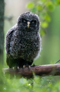 Bearded owl, Finland, Great Grey Owl, Strix nebulosa, birds, owls, adolescent, high size, portrait,