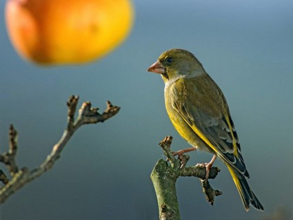 Carduelis chloris, chloris chloris, greenfinch, greenfinch, greenfinch, birds, leo, male, passeri,