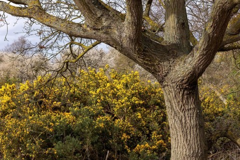 Broom, tree, The Naze Nature Reserve, Walton-on-the-Naze, England, Great Britain