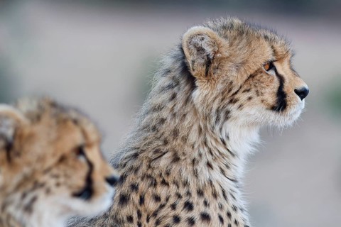 Cheetahs (Acinonyx jubatus), two cubs, sitting and looking around, alert, evening light, animal