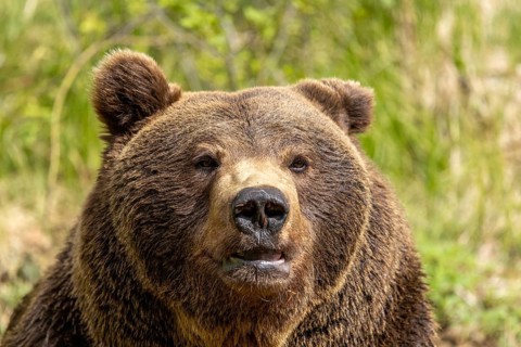 Close-up of a brown bear's face with thick fur in its natural habitat, European brown bear (Ursus