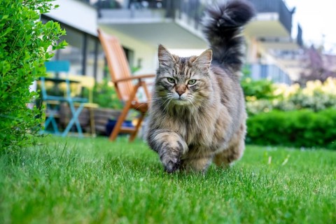 Siberian cat, pedigree cat running across grass in a garden, symbolic photo cat in the garden