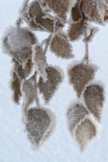 Birch leaves with hoarfrost, Gällivare, Norrbotten, Lapland, Sweden, November 2023