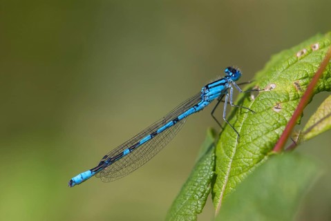 Cub azure maiden, common blue damselfly, enallagma cyathigerum, northern flower, damselflies,