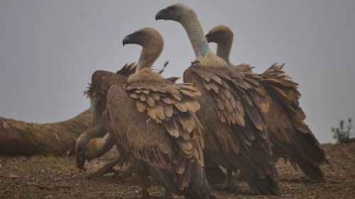 A group of vultures with magnificent plumage stands in the mist: griffon vultures (Gyps fulvus),