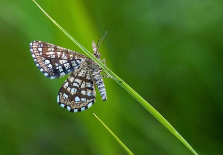 Chiasmia clathrata, lattice tensioner, clover grass latticed string tensioner, latticed heath,